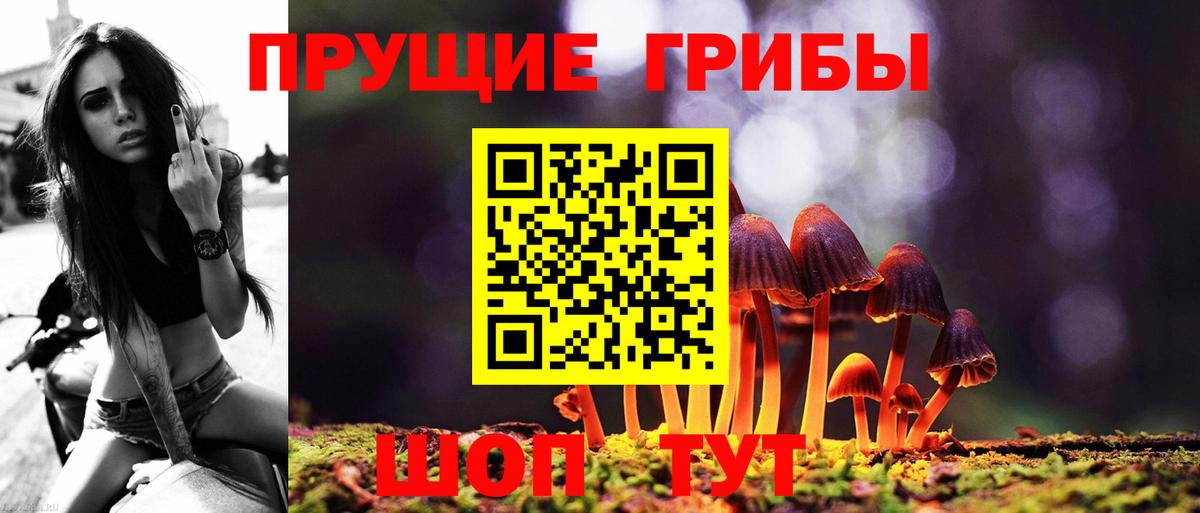 как найти наркотики  Вход с VPN  Псилоцибиновые грибы GOLDEN TEACHER  Елизово  Галлюциногенные грибы Psilocybe 